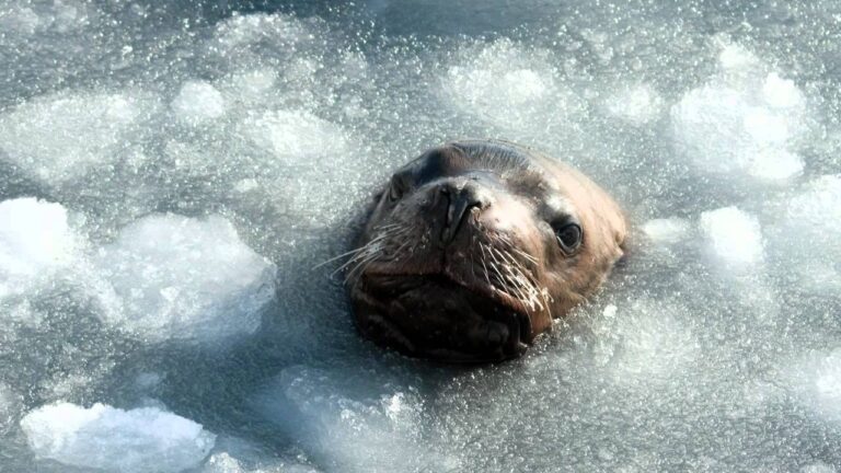 Eis-Trends und arktische Tierwelt im globalen Vergleich