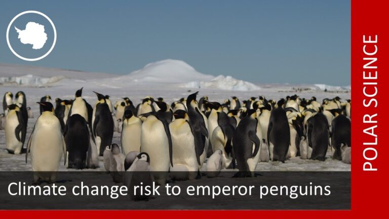 Klimawandel: Auswirkungen auf Eis-Trends in Pinguinlebensr&auml;umen
