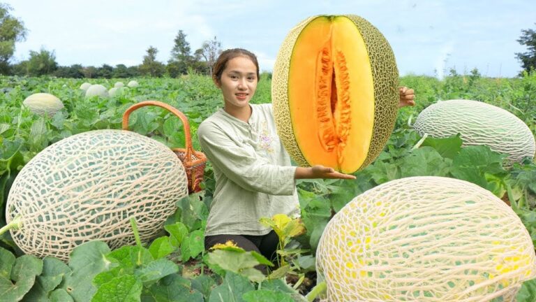 Hausgemachte Sorbet-Rezepte für perfekte Sorbet-Parfaits